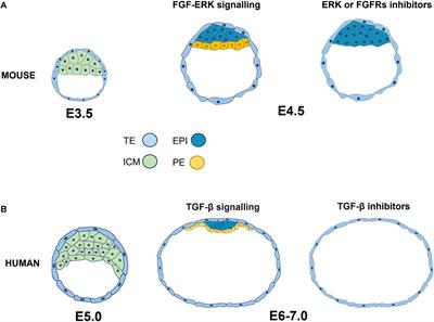 Unraveling the Spatiotemporal Human Pluripotency in Embryonic Development